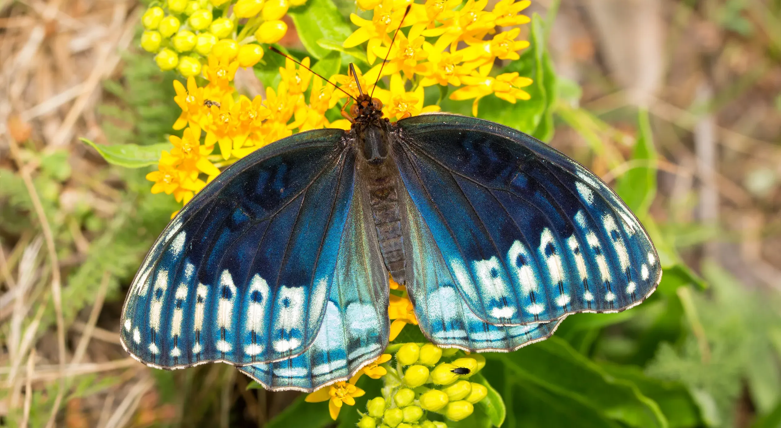 UK biodiversity net gain